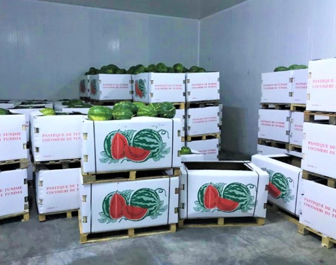 Export of Watermelons to Saudi Arabia